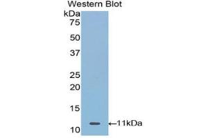 Western Blotting (WB) image for anti-Mucin 21, Cell Surface Associated (MUC21) (AA 505-566) antibody (ABIN1078344) (MUC21 抗体  (AA 505-566))