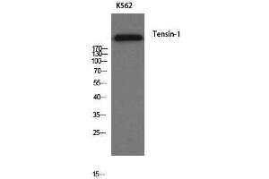 Western Blotting (WB) image for anti-Tensin 1 (TNS1) antibody (ABIN3180912) (Tensin 1 抗体)