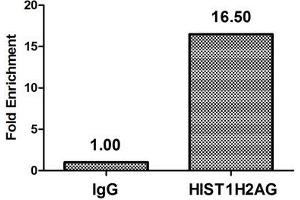 Chromatin Immunoprecipitation Hela (4*10 6 ) were treated with Micrococcal Nuclease, sonicated, and immunoprecipitated with 5 μg anti-HIST1H2AG (ABIN7139273) or a control normal rabbit IgG. (HIST1H2AG 抗体  (2meArg29))