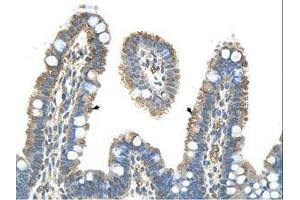 Image no. 1 for anti-Pannexin 1 (PANX1) (AA 231-280) antibody (ABIN6736329) (PANX1 抗体  (AA 231-280))