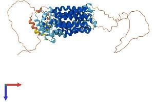 GLUT12 Protein (AA 1-617) (His tag)