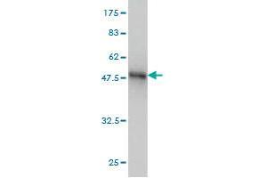 Western Blot detection against Immunogen (43.