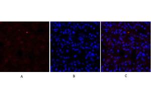 Immunofluorescence analysis of rat lung tissue.