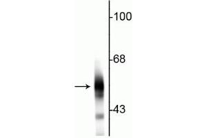 Western blot of rat cortical lysate showing specific immunolabeling of the ~55 kDa beta III tubulin protein. (TUBB3 抗体)