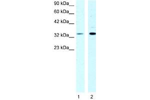 WB Suggested Anti-CSDA Antibody Titration:  1ug/ml  Positive Control:  HepG2 cell lysate (CSDA 抗体  (N-Term))