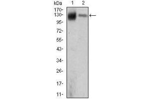Western blot analysis using KIF11 mouse mAb against MCF-7 (1) and HeLa (2) cell lysate.