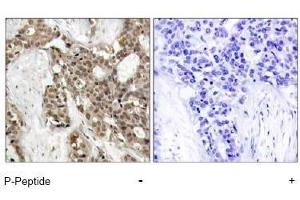 Image no. 1 for anti-Mitogen-Activated Protein Kinase 1/3 (MAPK1/3) (pThr187), (pTyr204) antibody (ABIN197000) (ERK1/2 抗体  (pThr187, pTyr204))