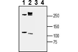 anti-L1 Cell Adhesion Molecule (L1CAM) (AA 653-667), (Extracellular) antibody
