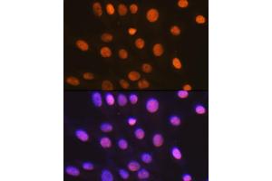 Immunofluorescence (IF) image for anti-High Mobility Group Box 2 (HMGB2) antibody (ABIN7267649)