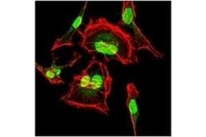 Immunofluorescence (IF) image for anti-Cyclin-Dependent Kinase 2 (CDK2) antibody (ABIN1106645) (CDK2 抗体)