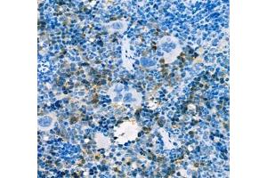 Immunohistochemistry of paraffin embedded mouse spleen using AHSP (ABIN7073016) at dilution of 1:300 (400x lens) (aHSP 抗体)