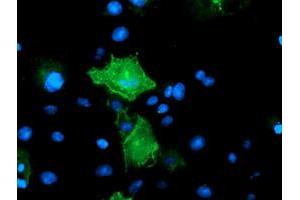 Anti-PECAM1 mouse monoclonal antibody (ABIN2455806) immunofluorescent staining of COS7 cells transiently transfected by pCMV6-ENTRY PECAM1 (RC208654). (CD31 抗体)