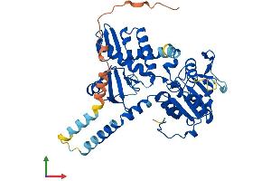 AlphaFold protein structure predicition of Human Recombinant NT5DC4 Protein, UniprotID Q86YG4