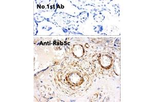 Immunohistochemistry (IHC) image for anti-RAB5C, Member RAS Oncogene Family (Rab5c) (C-Term) antibody (ABIN6254194) (Rab5c 抗体  (C-Term))