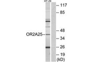 Western Blotting (WB) image for anti-Olfactory Receptor, Family 2, Subfamily A, Member 25 (OR2A25) (AA 241-290) antibody (ABIN2890922) (OR2A25 抗体  (AA 241-290))