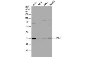 WB Image HAX1 antibody detects HAX1 protein by western blot analysis. (HAX1 抗体)