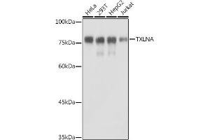 Western blot analysis of extracts of various cell lines, using TXLNA antibody (ABIN7270744) at 1:1000 dilution. (alpha Taxilin 抗体)