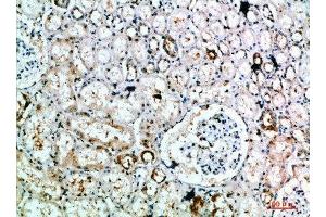 Immunohistochemical analysis of paraffin-embedded human-kidney, antibody was diluted at 1:200 (DLEU7 抗体  (AA 51-100))