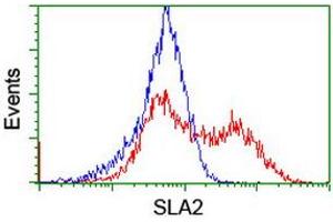Image no. 4 for anti-Src-like-adaptor 2 (SLA2) antibody (ABIN1500949)