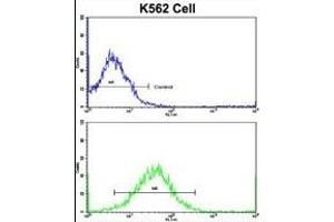 Flow cytometric analysis of K562 cells using TH Antibody (C-term)(bottom histogram) compared to a negative control cell (top histogram). (TH 抗体  (C-Term))