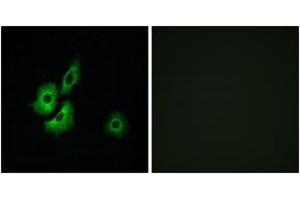 Immunofluorescence (IF) image for anti-Olfactory Receptor, Family 4, Subfamily D, Member 1 (OR4D1) (AA 261-310) antibody (ABIN2891006) (OR4D1 抗体  (AA 261-310))