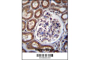 PLS1 Antibody immunohistochemistry analysis in formalin fixed and paraffin embedded human kidney tissue followed by peroxidase conjugation of the secondary antibody and DAB staining. (PLS1 抗体  (C-Term))