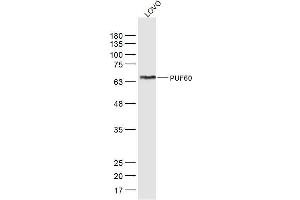 LoVo lysates probed with PUF60 Polyclonal Antibody, Unconjugated  at 1:300 dilution and 4˚C overnight incubation. (PUF60 抗体  (AA 1-100))