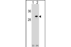 Western blot analysis of POLR2D (arrow) using rabbit polyclonal POLR2D Antibody (Center) (ABIN1538451 and ABIN2848853). (POLR2D 抗体  (AA 51-79))