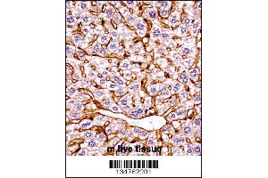 Mouse Eif2ak4 Antibody immunohistochemistry analysis in formalin fixed and paraffin embedded mouse live tissue followed by peroxidase conjugation of the secondary antibody and DAB staining. (GCN2 抗体  (C-Term))