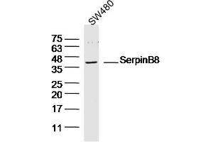 SW480 lysates probed with SerpinB8 Polyclonal Antibody, Unconjugated  at 1:300 dilution and 4˚C overnight incubation. (SERPINB8 抗体  (AA 121-220))