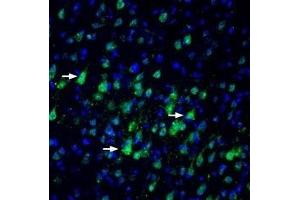 Expression of Nectin-3 in rat parietal cortex - Immunohistochemical staining of perfusion-fixed frozen rat brain sections with Anti-Nectin-3/PVRL3 (extracellular) Antibody (ABIN7043441, ABIN7044696 and ABIN7044697), (1:100), followed by goat anti-rabbit-AlexaFluor-488. (nectin-3 抗体  (Extracellular))