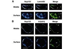 Confocal microscope analysis of Nup153, lamin B3 and F/GXFG nucleoporin distribution in sperm pronuclei. (NUP153 抗体  (AA 1456-1475))