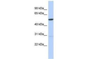 Image no. 1 for anti-Zinc Finger Protein 529 (ZNF529) (AA 104-153) antibody (ABIN6742862) (ZNF529 抗体  (AA 104-153))