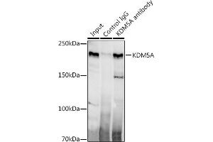 Immunoprecipitation (IP) image for anti-Lysine (K)-Specific Demethylase 5A (KDM5A) antibody (ABIN7268330)