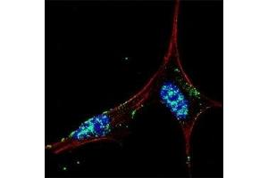 Fluorescent confocal image of SY5Y cells stained with NANOG antibody at 1:50. (Nanog 抗体  (AA 15-49))