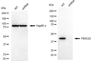 Western blotting analysis using FBXO22 antibody (ABIN7798556). (FBXO22 抗体)