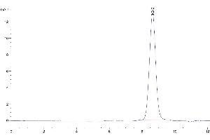 The purity of Human AMHRII is greater than 95 % as determined by SEC-HPLC. (AMHRII (AA 18-144) (Active) 蛋白)