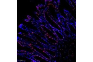 Immunofluorescence analysis of paraffin embedded rat colon using C23 (ABIN7074906) at dilution of 1: 500 (Nucleolin 抗体)
