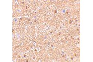 Immunohistochemistry of RTN4 in mouse brain tissue with RTN4 polyclonal antibody  at 2. (Reticulon 4 抗体  (N-Term))