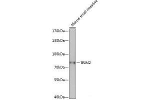 Western blot analysis of extracts of Mouse small intestine using TRIM2 Polyclonal Antibody at dilution of 1:1000. (TRIM2 抗体)