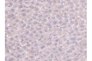 Immunohistochemistry (IHC) image for anti-Peptidylprolyl Isomerase F (PPIF) (AA 44-192) antibody (ABIN7440215)