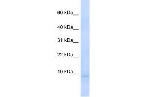 WB Suggested Anti-CEND1 Antibody Titration:  0. (CEND1 抗体  (N-Term))