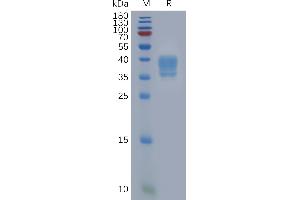 Coagulation Factor II (thrombin) Receptor-Like 1 (F2RL1) (AA 37-71) protein (Fc Tag)