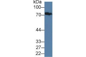 Western Blot; Sample: Human Serum; Primary Ab: 1µg/ml Rabbit Anti-Human JPH1 Antibody Second Ab: 0. (Junctophilin 1 抗体  (AA 1-201))