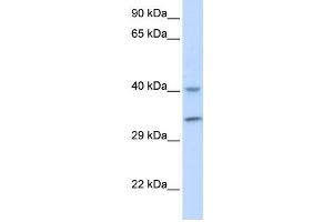 Western Blotting (WB) image for anti-AlkB, Alkylation Repair Homolog 3 (ALKBH3) antibody (ABIN2459903)