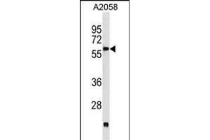 PDK3 Antibody (M1) (ABIN391038 and ABIN2841204) western blot analysis in  cell line lysates (35 μg/lane). (PDK3 抗体  (N-Term))