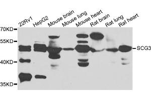 Western blot analysis of extracts of various cell lines, using SCG3 antibody. (SCG3 抗体)