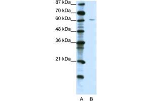 Western Blotting (WB) image for anti-Zinc Finger Protein 268A (ZNF286A) antibody (ABIN2461903) (ZNF286A 抗体)