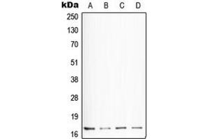 Western blot analysis of Somatostatin expression in HepG2 (A), NIH3T3 (B), mouse lung (C), H4 (D) whole cell lysates. (Somatostatin 抗体  (N-Term))