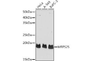 Western blot analysis of extracts of various cell lines, using MRPS25 Rabbit pAb (ABIN6134397, ABIN6144035 and ABIN7101840) at 1:1000 dilution. (MRPS25 抗体)